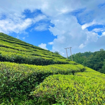 云南工夫红茶，品质货源，量大从优，随时发货