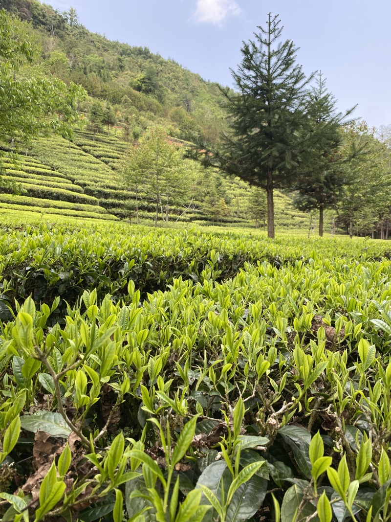 云南工夫红茶，品质货源，量大从优，随时发货
