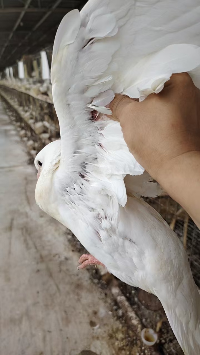 潮连精品中鸽，口感好肉质嫩滑，活体均重1斤上。