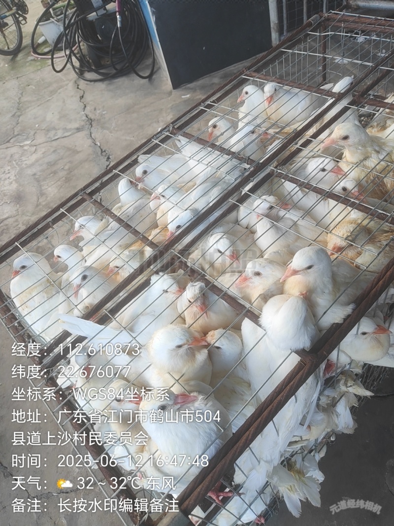 潮连精品中鸽，口感好肉质嫩滑，活体均重1斤上。