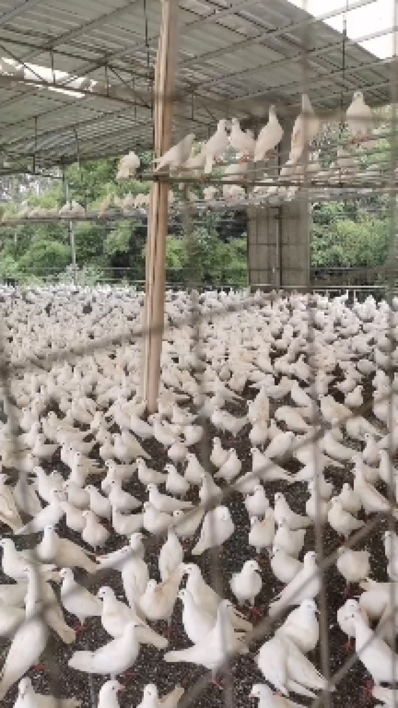 潮连精品中鸽，口感好肉质嫩滑，活体均重1斤上。