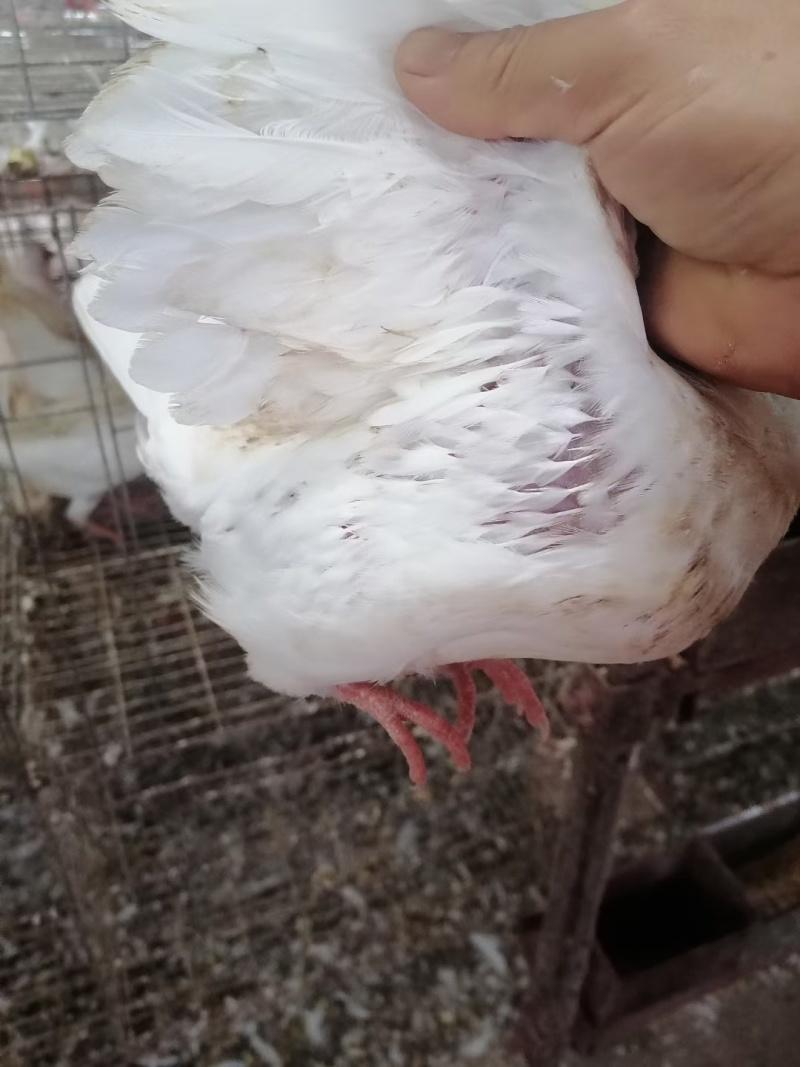 潮连精品中鸽，口感好肉质嫩滑，活体均重1斤上。