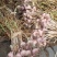 把蒜，宝坻六瓣红红蒜紫皮蒜，一把20头，不分大小头