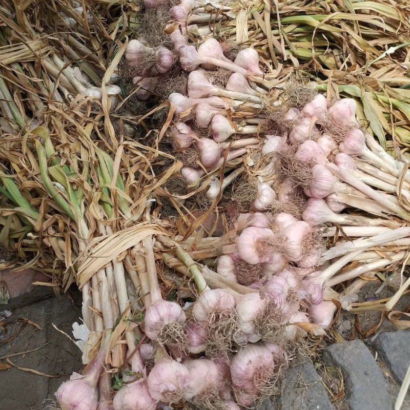 把蒜，宝坻六瓣红红蒜紫皮蒜，一把20头，不分大小头