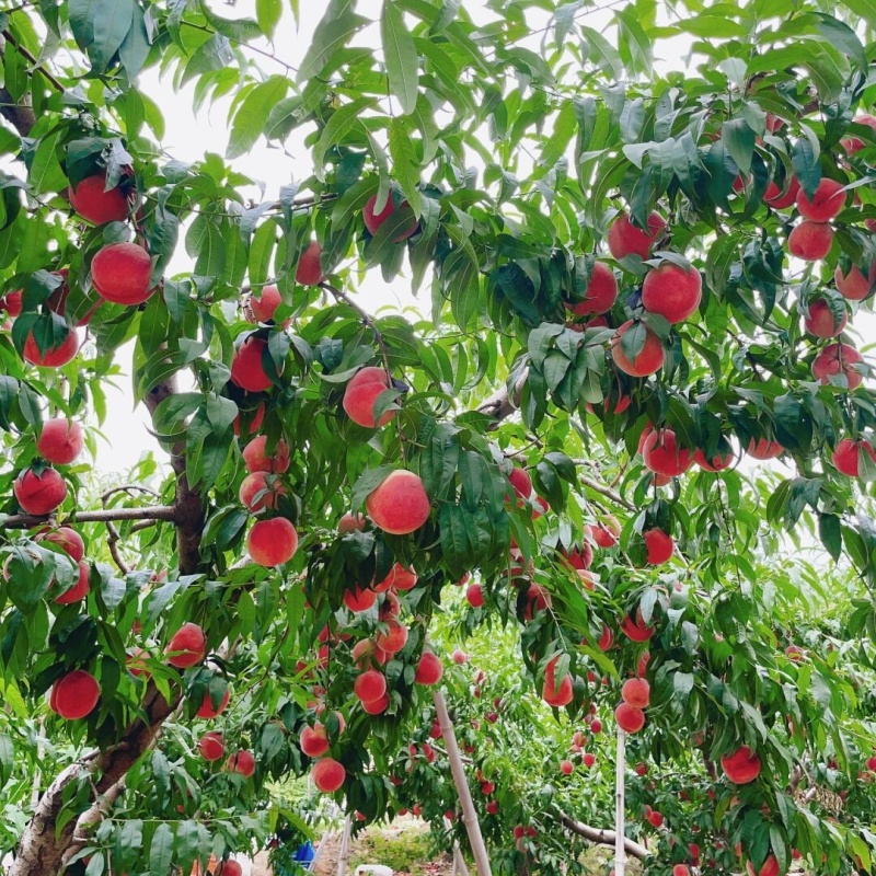霸王脆毛桃苗（大果型毛桃）品种纯真基地现起现发