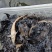 山泉水养殖冷水鲟鱼，肉质鲜嫩