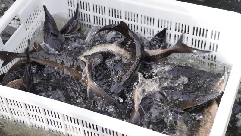 山泉水养殖冷水鲟鱼，肉质鲜嫩