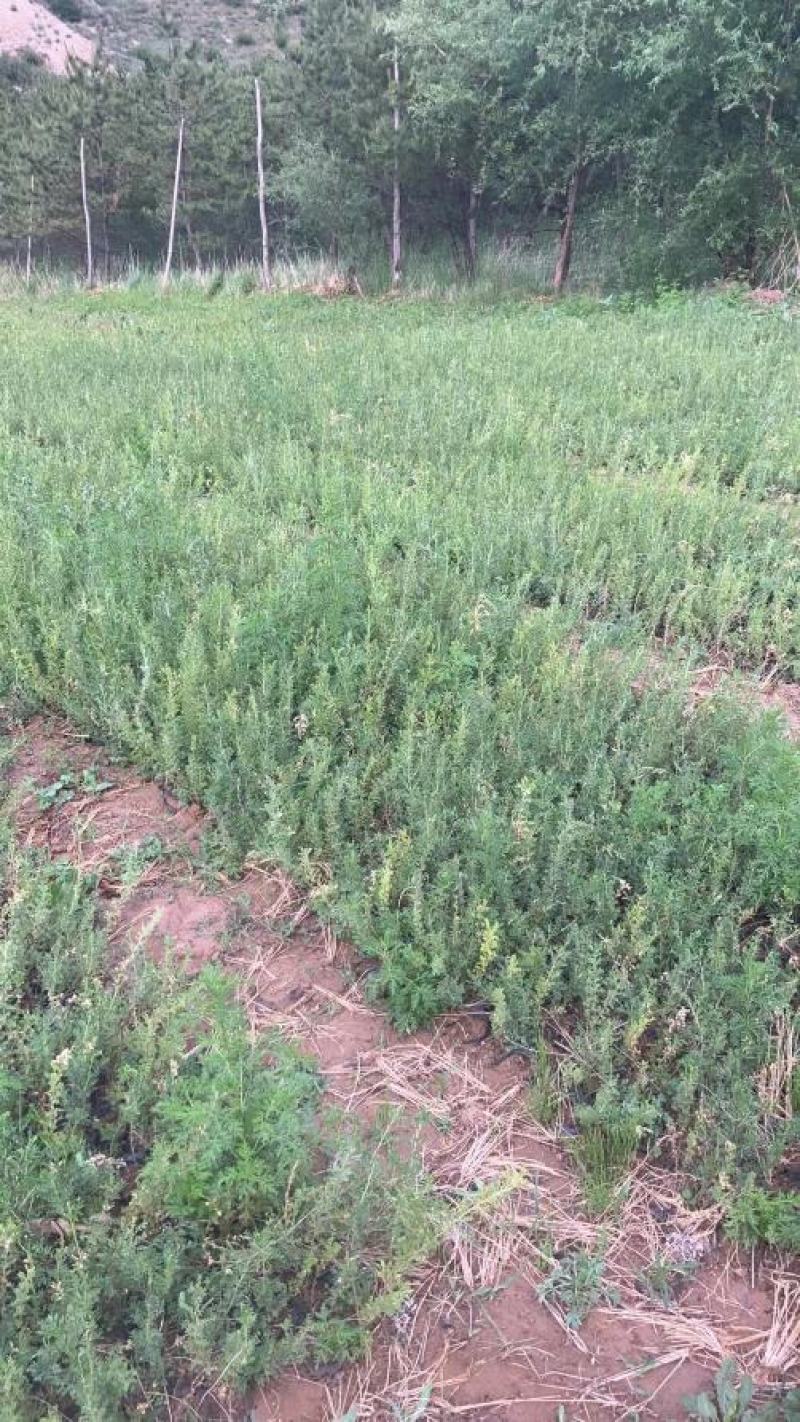山西柠条杯苗大量供应自己苗地发货价格优惠成活率高