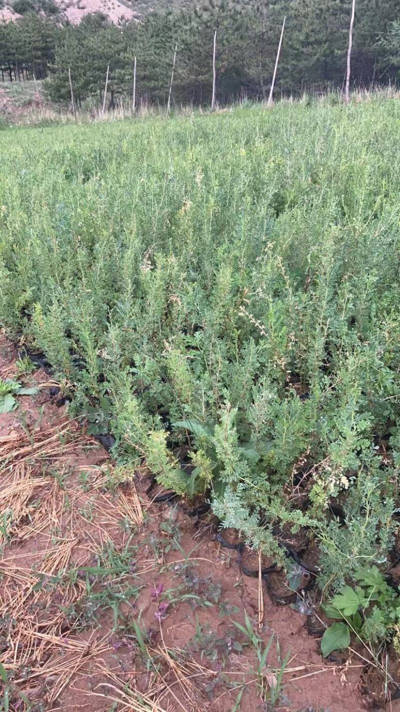 山西柠条杯苗大量供应自己苗地发货价格优惠成活率高