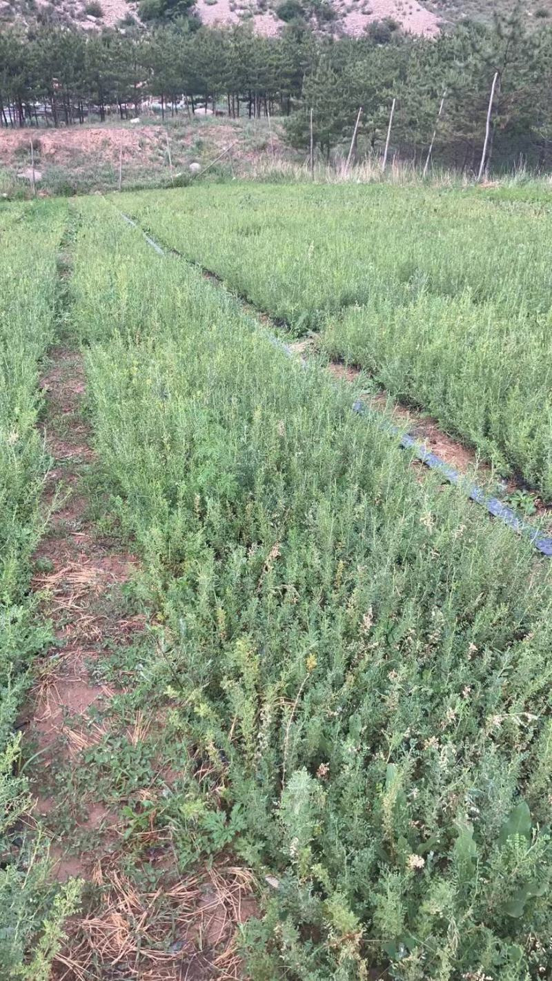 山西柠条杯苗大量供应自己苗地发货价格优惠成活率高