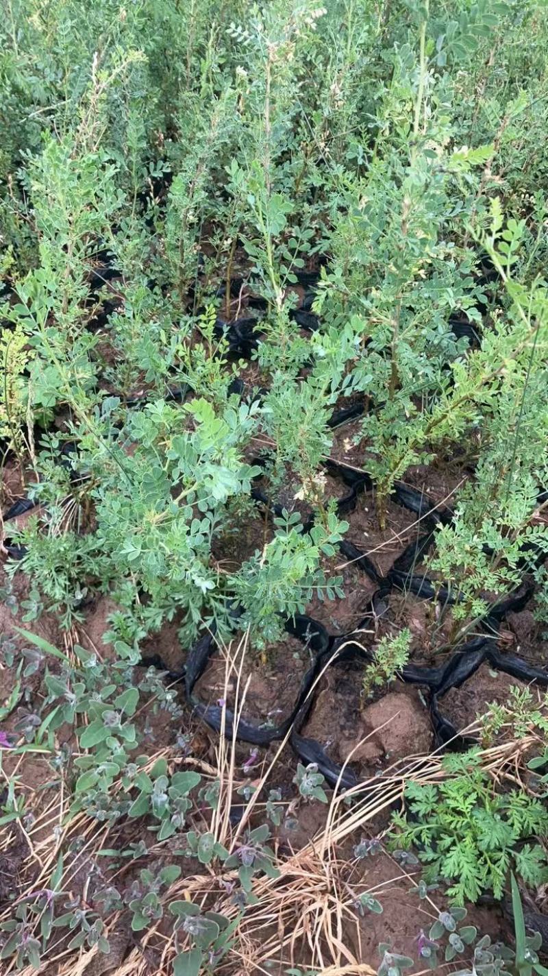 山西柠条杯苗大量供应自己苗地发货价格优惠成活率高