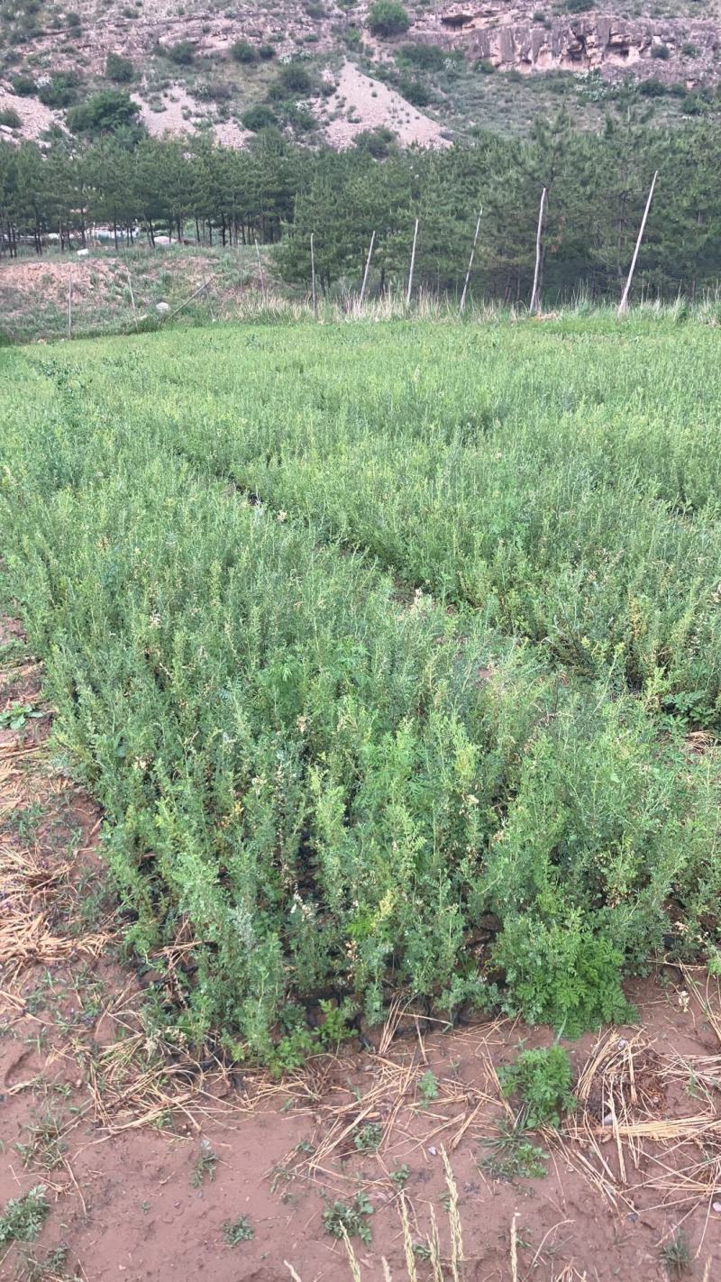 山西柠条杯苗大量供应自己苗地发货价格优惠成活率高