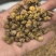 纯手工挑选霍山铁皮石斛礼盒装质量保证货源充足欢迎订购