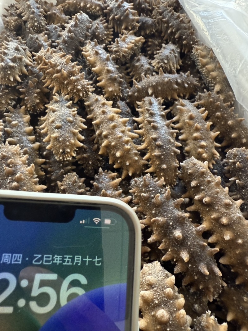 真正的大连鲜食海参一斤也是批发价。新货