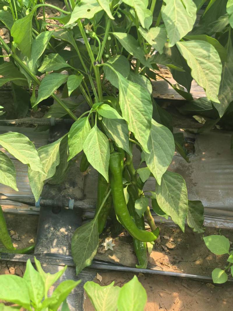 鲜辣椒\牛角椒\陕西省榆林市牛角椒大量上市，对接全国采购