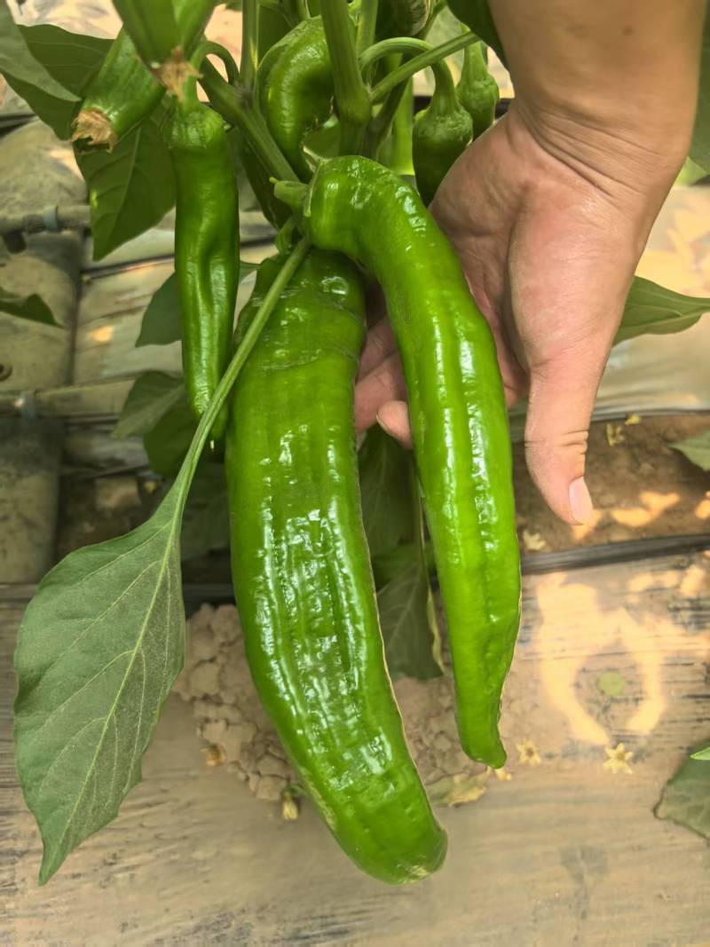 陕西榆林定边白泥鲜辣椒\皱皮椒\大量上市