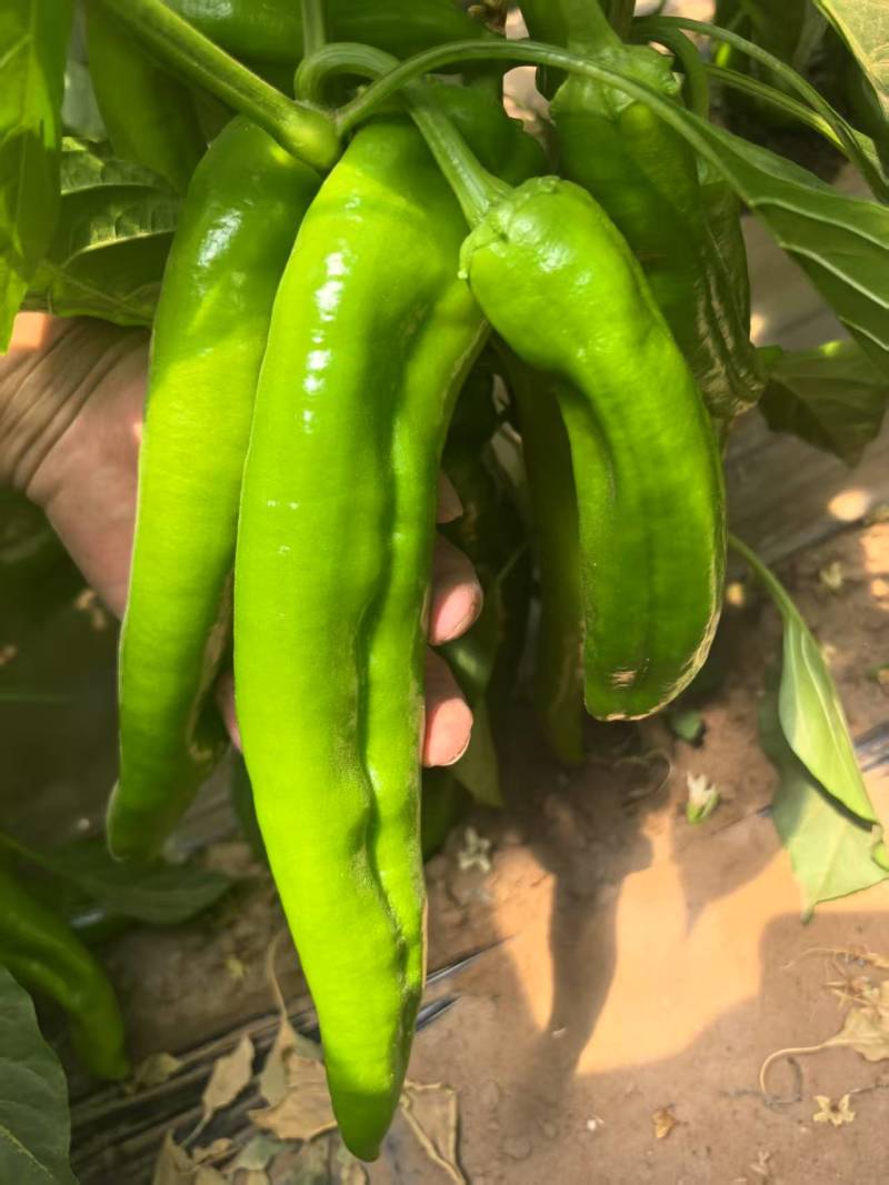 陕西榆林定边白泥鲜辣椒\皱皮椒\大量上市