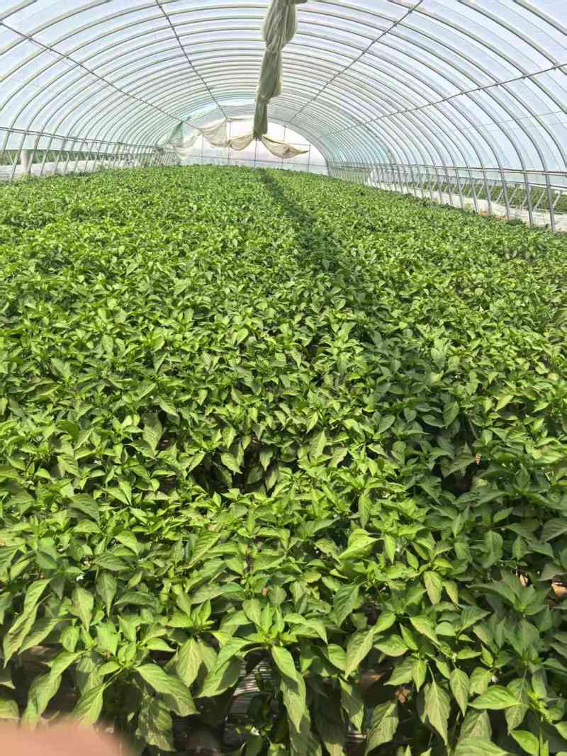 陕西榆林定边白泥鲜辣椒\皱皮椒\大量上市
