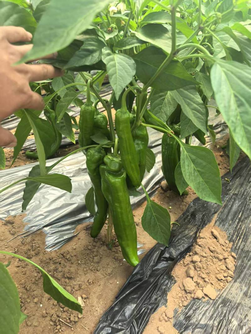 鲜辣椒\牛角椒\陕西省榆林市定边县牛角椒大量上市