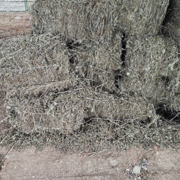艾草河南全棵艾草大量接单产地直发量大从优欢迎来电