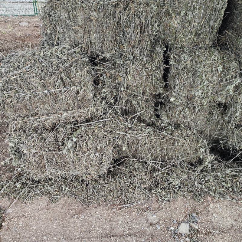 艾草河南全棵艾草大量接单产地直发量大从优欢迎来电