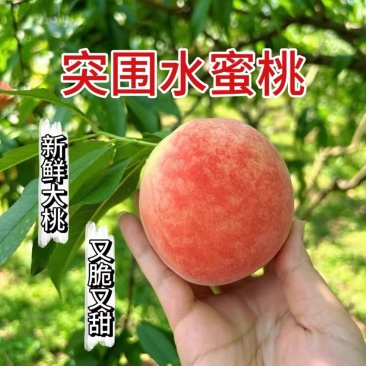 精品突围毛桃，产地大量对接市场，商超，品质保证，糖度13