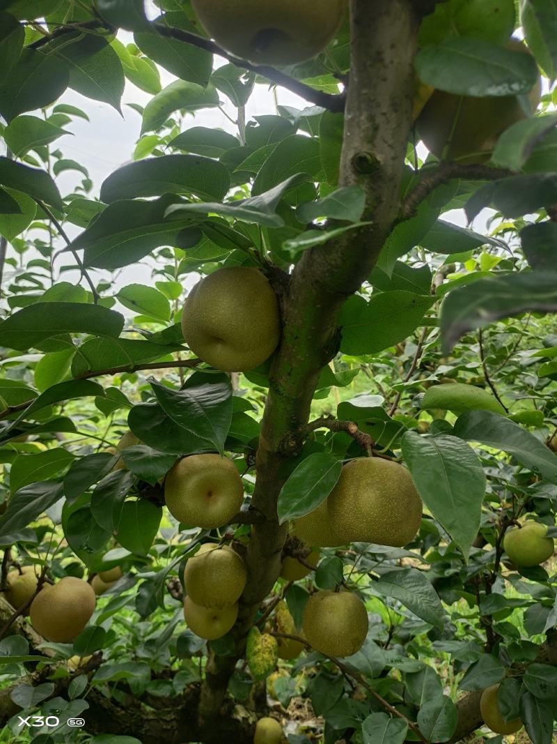 翠冠梨