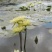 香水莲花台湾九品莲花睡莲鲜切花
