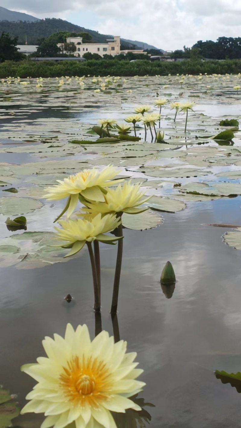 香水莲花台湾九品莲花睡莲鲜切花