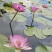 香水莲花台湾九品莲花睡莲鲜切花