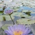 香水莲花台湾九品莲花睡莲鲜切花