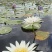 香水莲花台湾九品莲花睡莲鲜切花