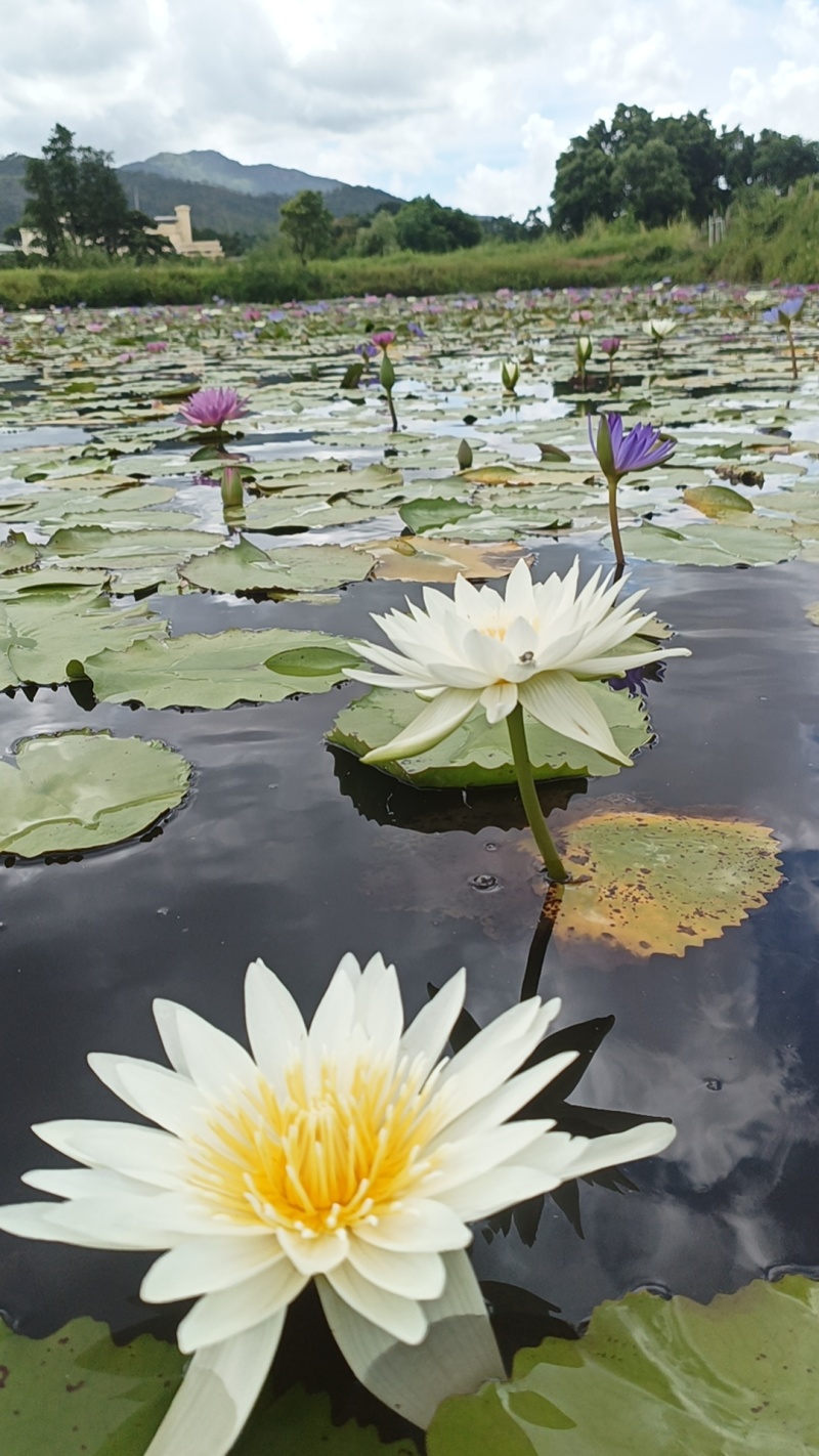 香水莲花台湾九品莲花睡莲鲜切花