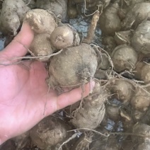 8cm以下的山乌龟，红藤圆叶