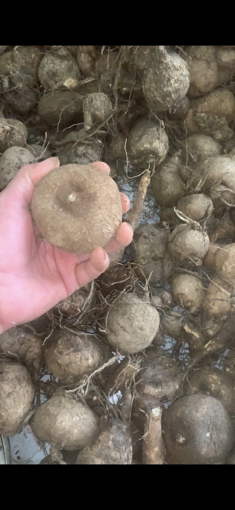 8cm以下的山乌龟，红藤圆叶