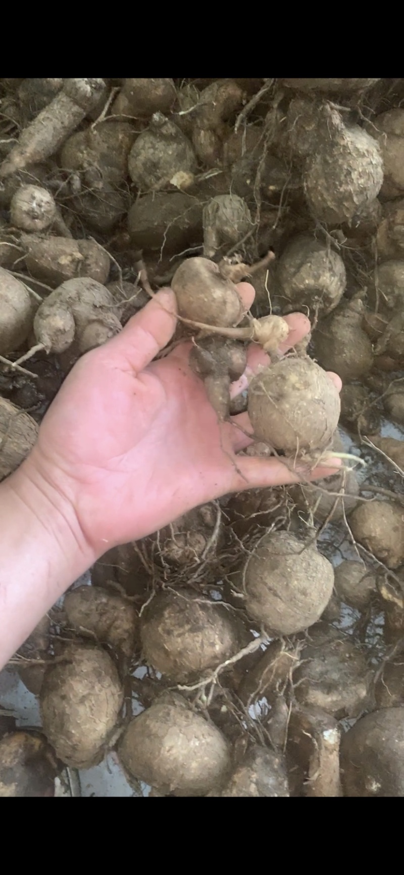 8cm以下的山乌龟，红藤圆叶