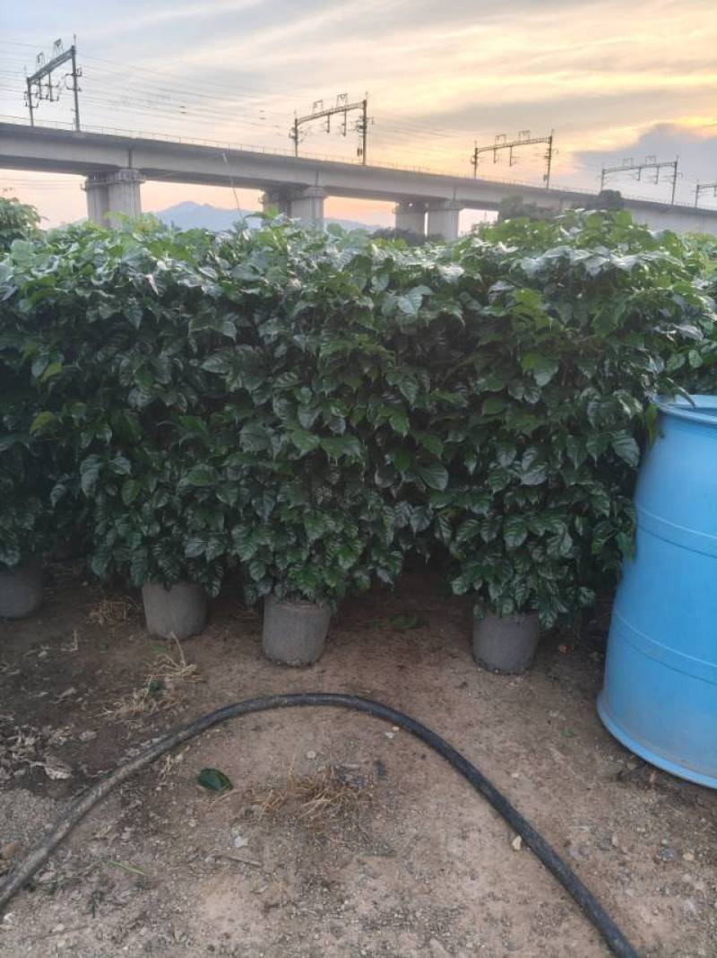幸福树绿宝