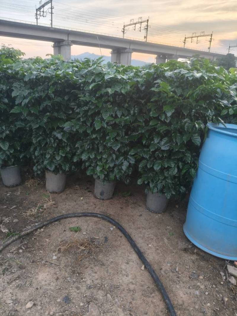 幸福树绿宝
