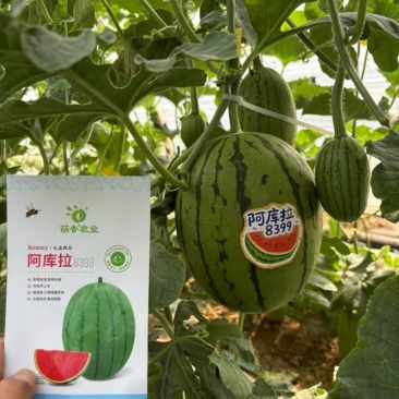 礼品西瓜种子～阿库拉8399