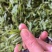 无性系绿茶