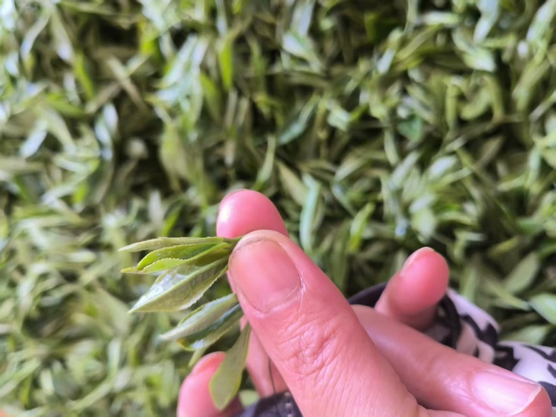 无性系绿茶