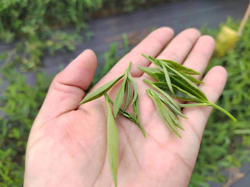无性系绿茶