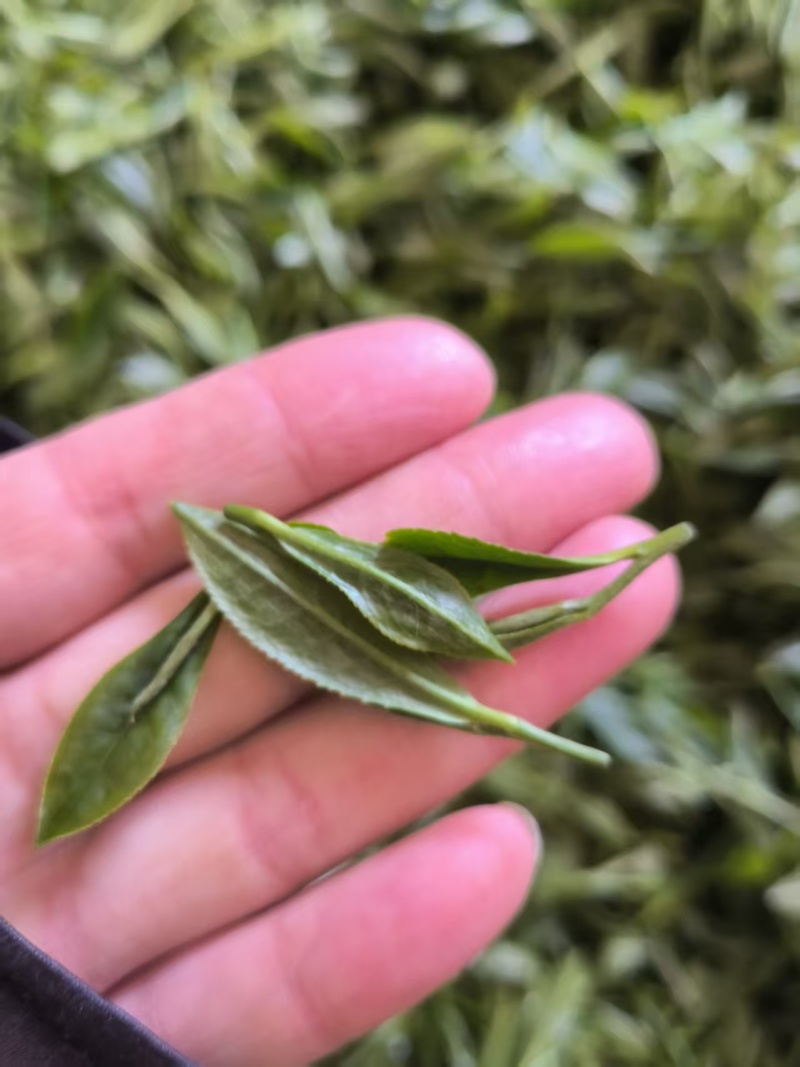 无性系绿茶
