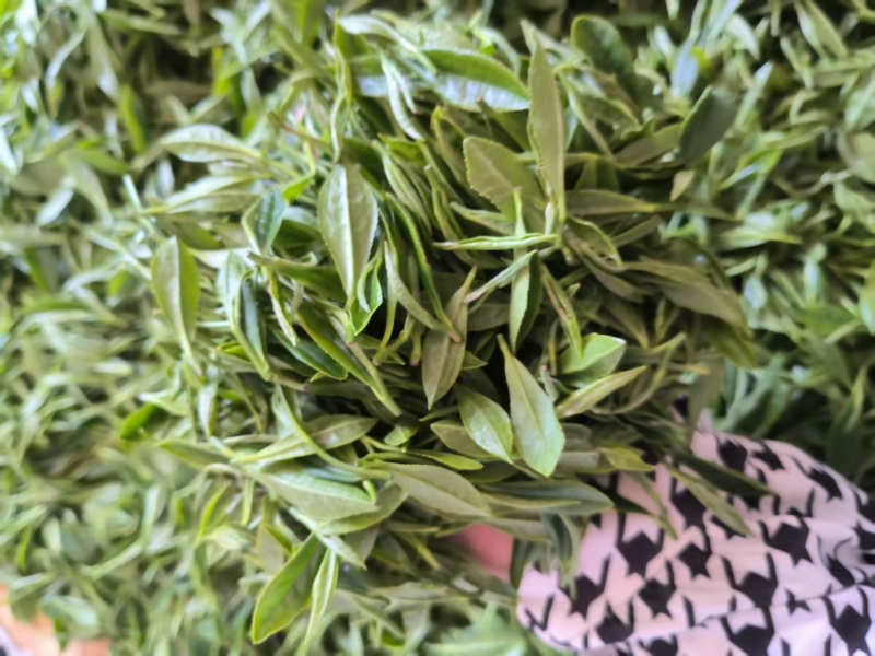 无性系绿茶