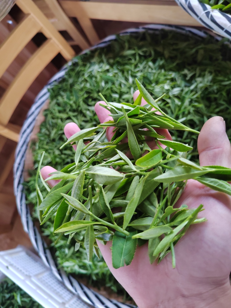无性系绿茶