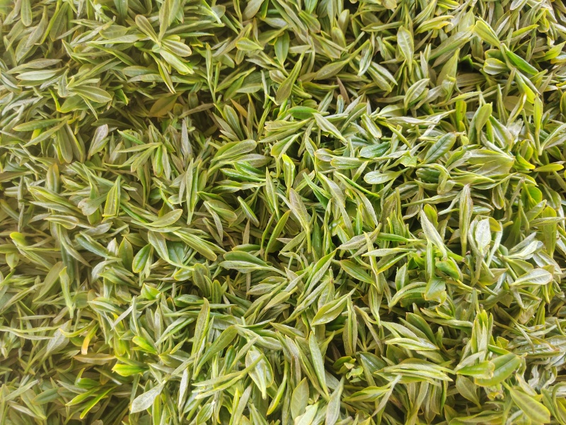 无性系绿茶