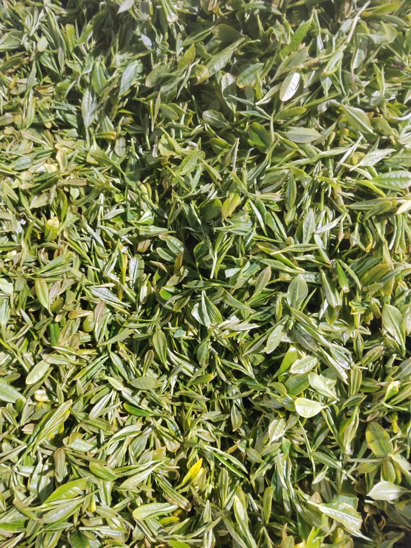 无性系绿茶