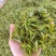 无性系绿茶