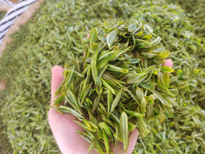 无性系绿茶
