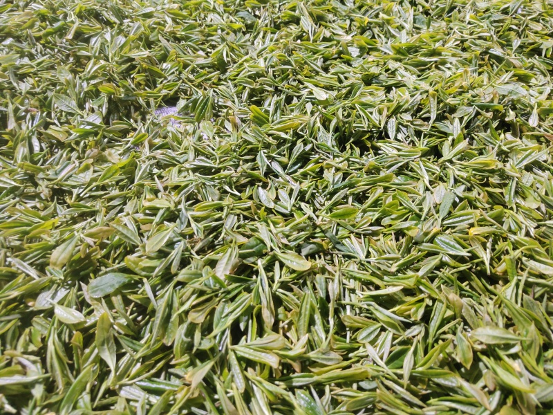 无性系绿茶